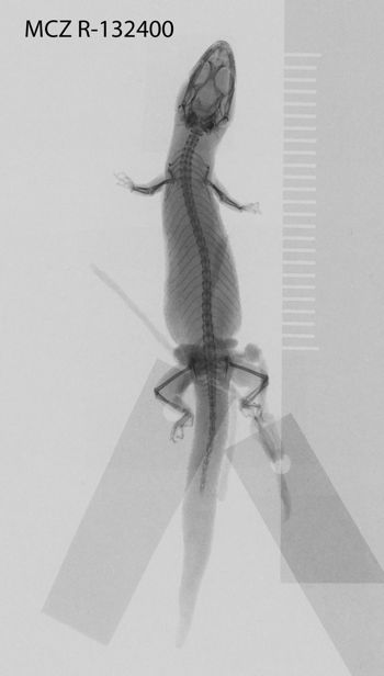 Media type: image; Herpetology R-132400